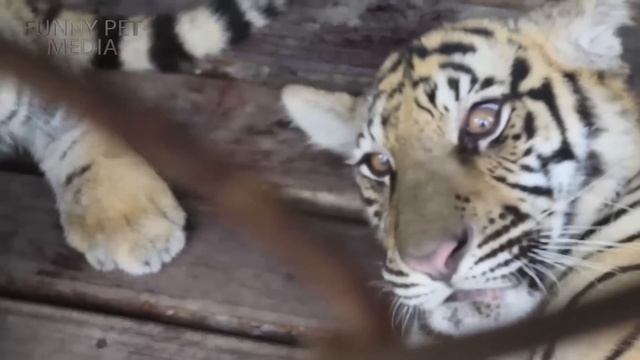 FUNNY TIGER CUBS ? Tiger Cubs PLAYING (HD) [Funny Pets] смотреть онлайн