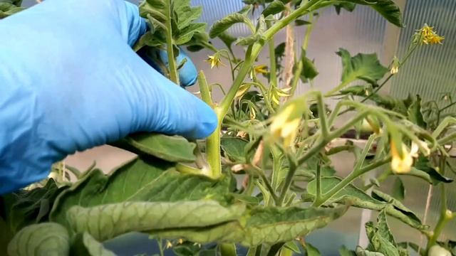 Как помочь томатам быстрее созреть смотреть онлайн