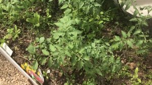 Как посадить много кустов томатов на грядку