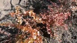 Как СОХРАНИТЬ ГОРШЕЧНЫЕ растения в зиму? Хвойные, барбарисы и прочее. Советы и опыт Евгении