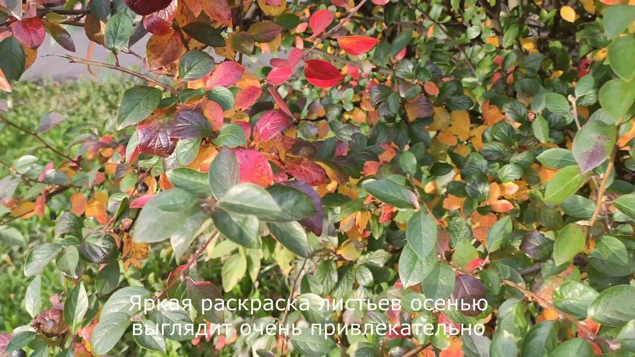 Кизильник блестящий