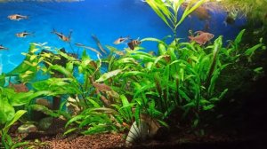 Мой аквариум 100 л/ Орнатусы танцуют