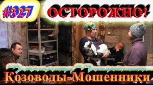 КОЗОВОДЫ-МОШЕННИКИ / Плачевные дела с козами в Киргизии и на Сахалине / Подарок от Ольги Цыбульской