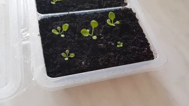 Петуния//Тайдалы , Рамблины//Всхожесть семян из магазина Бэлла//Рассада петунии 17 дней от посева. смотреть онлайн