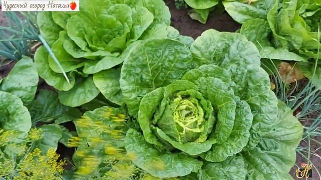 ??От жары страдает пекинская капуста смотреть онлайн