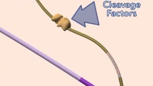 Процессинг мРНК - кэпирование и полиаденилирование