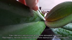 Чесночная вода для орхидей — как применять