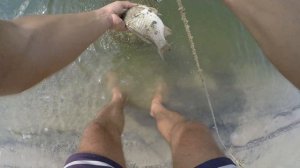 рыбалка на закидушки река дон. карась, лещ летом.