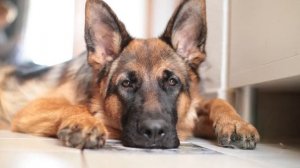 НЕМЕЦКАЯ ОВЧАРКА. ВСЁ О ПОРОДЕ.