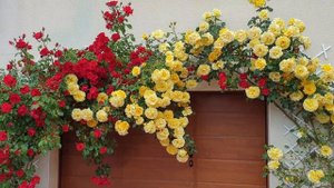 Rose Rimosa+sevillana