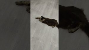 Мейн-кун, 5 месяцев. maine coon. кошки-гиганты.