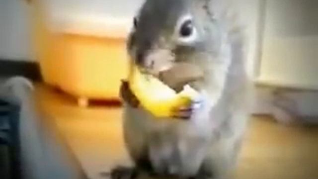 Белка ест кусочек лимона смотреть онлайн