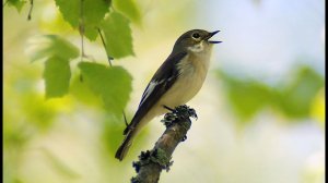 Мухоловка-пеструшка (Ficedula hypoleuca) - Pied flycatcher