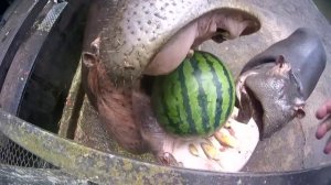 Бегемоты едят арбузы (ВНИМАНИЕ! Успей первым, ссылка под видео...)