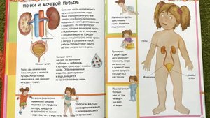 АНАТОМИЯ ДЛЯ ДЕТЕЙ. Почки и мочевой пузырь. Читаем вслух детскую энциклопедию