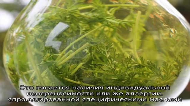 Ботва моркови — полезные свойства и противопоказания ароматных листьев, которые мы обычно выбрасыв.