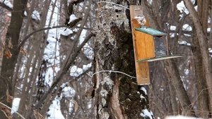 Кормушка для белок
