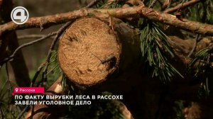 Лесная драма в Рассохе: сражение за вековые деревья! Кто защитит природу?