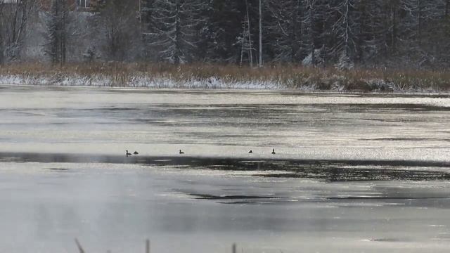 №4213 24 10 2023 Остановились на пруду смотреть онлайн