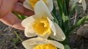 Нарцисс Айс Фоллис (Ice Follies) #нарцисс#цветнарцисса#нарциссайсфоллис