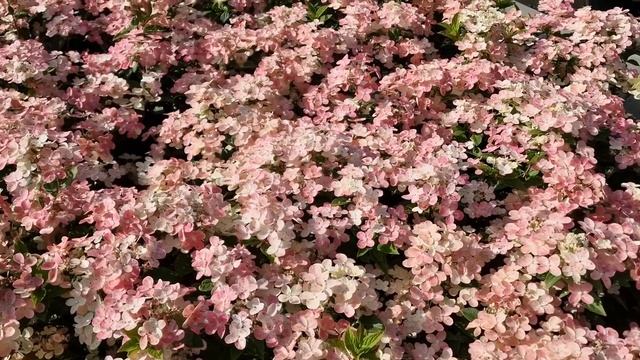 Hortenzija šluotelinė (Hydrangea paniculata) ‘Polestar’ PBR смотреть онлайн