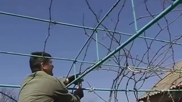Обрезка винограда на беседке и арке ВИДЕО. смотреть онлайн