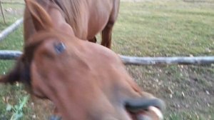 #Кони #Лошади #Жизньвдеревне   Подарок коню Руферу