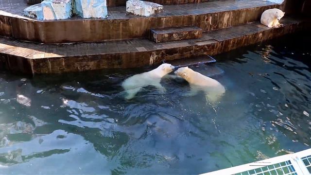 Белые мишки разыгрались. Милота зашкаливает. В Новосибирском зоопарке. смотреть онлайн