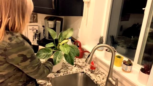 Philodendron Birkin || Philodendron Birkin Plant Care || My Plant wishlist || House Plant Care Tips смотреть онлайн