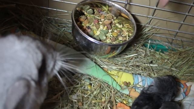 Поход в зоомагазин смотреть онлайн