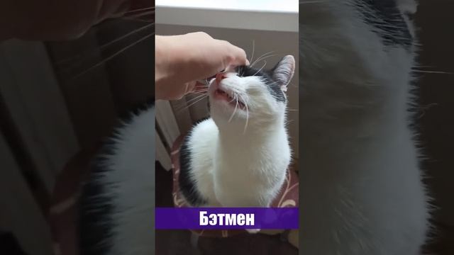 Как гладить котика