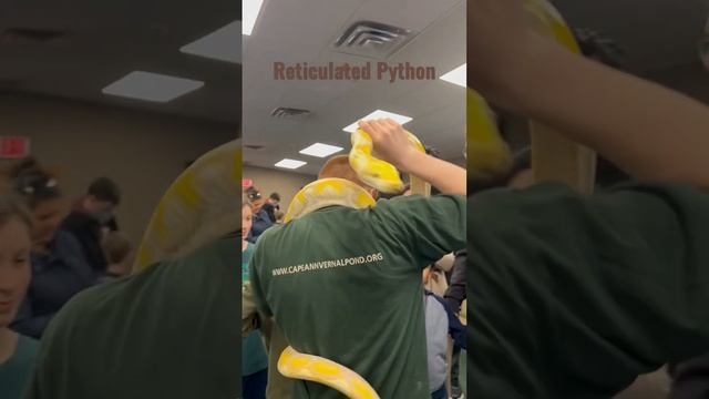 Reticulated Python #Snake : Live Animal Show