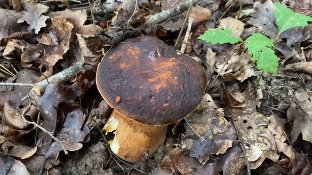 Boletus aereus (Cepe tete-de-negre), September 26, 2022 смотреть онлайн