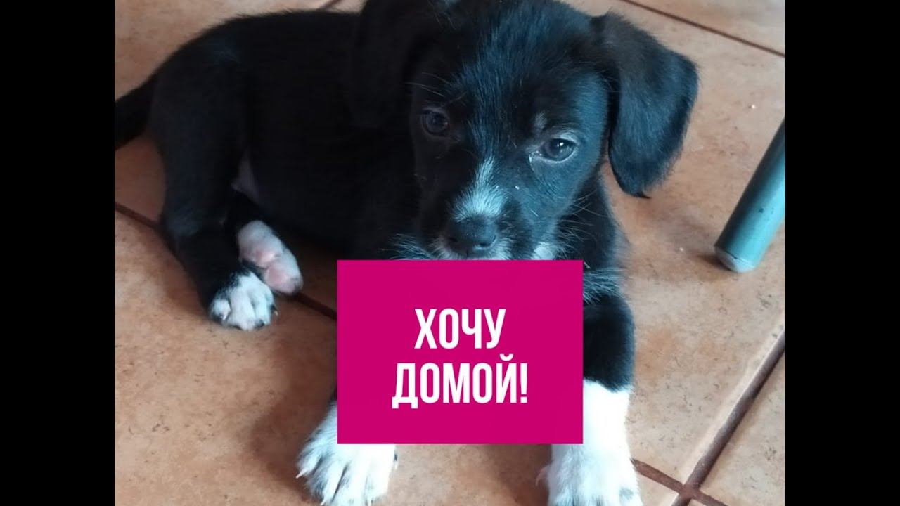 Щенка хотят вернуть на улицу
