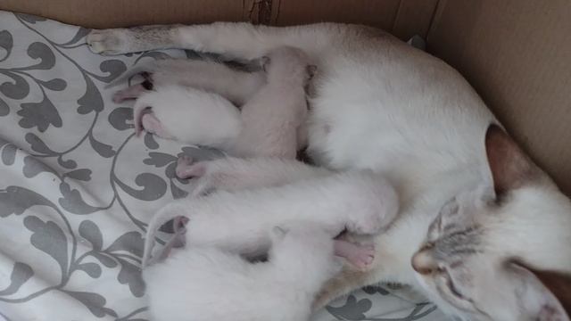 Малыши котята, мама Синистра Тайская Легенда