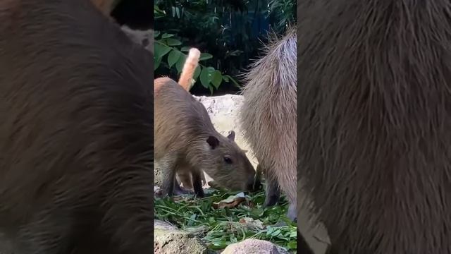 Веселая компания