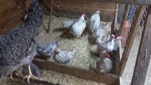 куры Борковская барвистая. смотреть онлайн