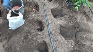 НИЗКОРОСЛЫЕ И ВЫСОКОРОСЛЫЕ ТОМАТЫ-ВЫСАДКА В ТЕПЛИЦУ.