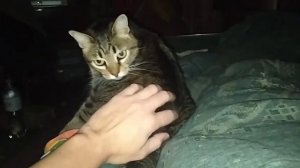 ПАУК ТАРАНТУЛ В КВАРТИРЕ. ЛОВЛЮ ТАРАКАНОВ