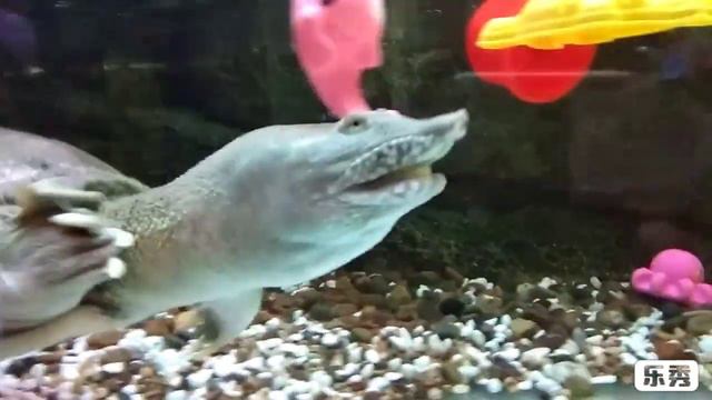 VLOG Лето 2018 Зоопарк Екатеринбург смотреть онлайн