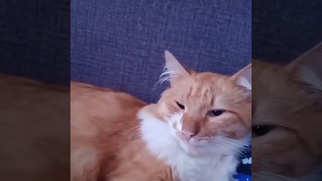 Проснулась после ночной смены. .. А котик не рыжий? смотреть онлайн