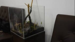 Запуск аквариума кубик 42 л.