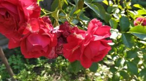 King Arthur rose plant Fetzer Syrah Courageous Madrigal