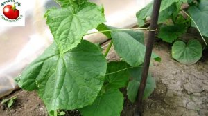 Зачем я закапываю веревку под огурц