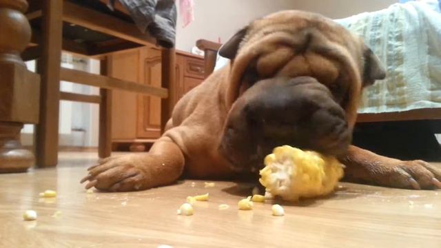 Собака шар пей ест кукурузу смотреть онлайн