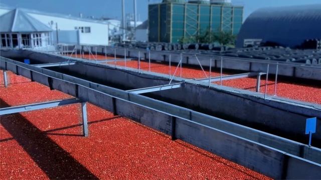 «Помидорка» процесс производства томатной пасты.