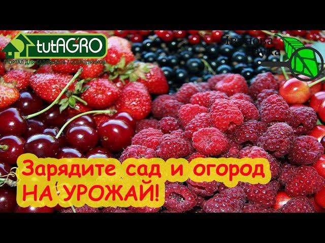 САМОЕ ВЕСЕННЕЕ УДОБРЕНИЕ. ОДНО для ВСЕХ: лук, чеснок, малина, голубика. И будете с большим урожаем!