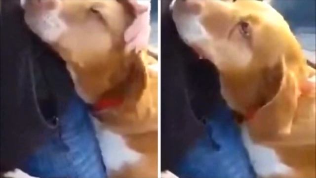 Собака из приюта обняла репортёра в надежде, что тот её заберёт и он не смог устоять смотреть онлайн