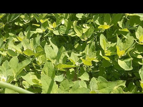 Приправа из лебеды, паприки и чеснока WX1Px5WIwho смотреть онлайн