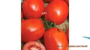 Томат обыкновенный Кубань (kuban) ? томат Кубань обзор: как сажать семена томата Кубань